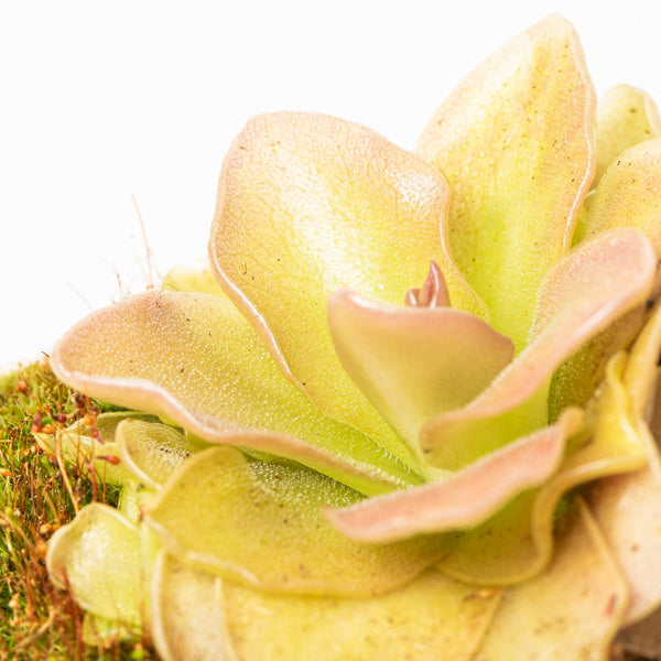 Pinguicula
