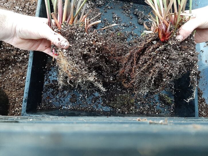 Sarracenia (trompetbekerplant) verpotten, scheuren en snoeien