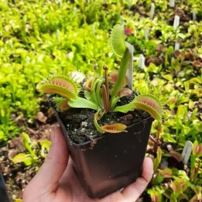 Bloem afknippen of niet bij vleesetende planten?
