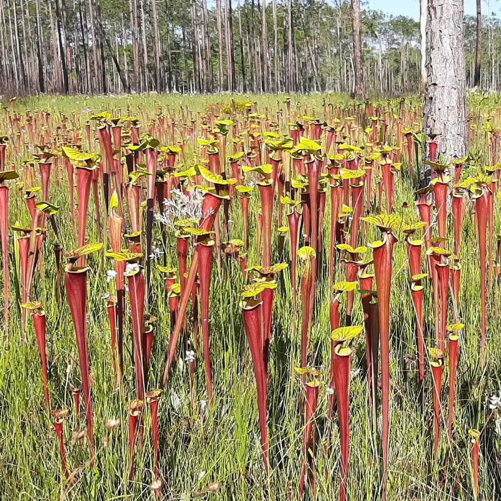 Trompetbekerplant (Sarracenia) en venusvliegenvanger (Dionaea muscipula) in de natuur