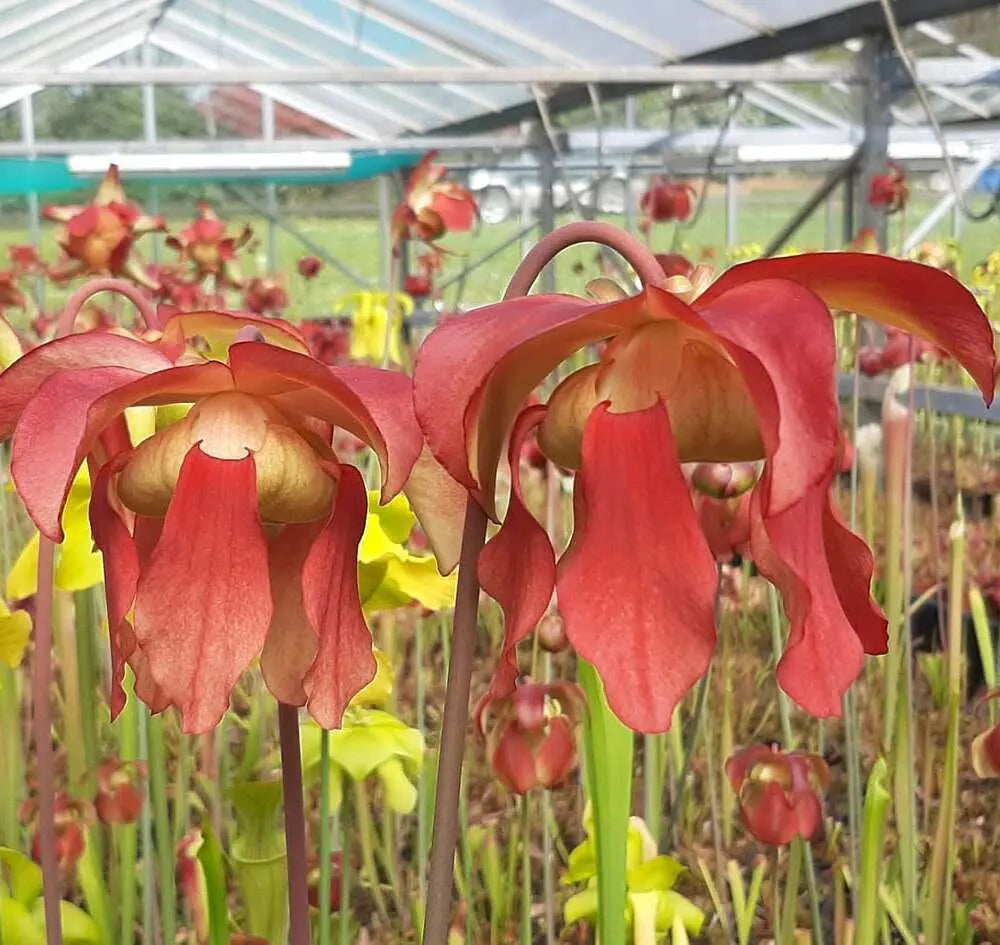 Sarracenia bestuiven zodat je zaden kan oogsten