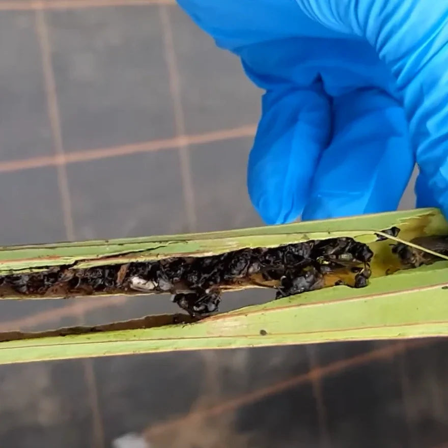 Welke insecten vangt de vleesetende plant Sarracenia?