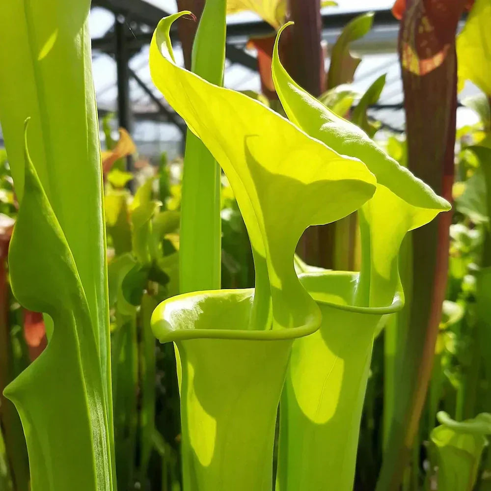 Wat is een anthocyaan vrije Sarracenia