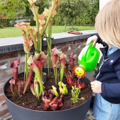 Maak je eigen moerasbak met vleesetende planten