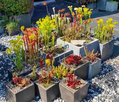 Tuin en balkon inspiratie met vleesetende planten