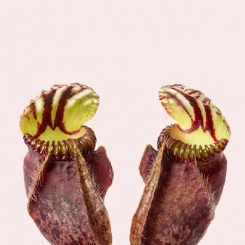 Close-up foto van de Australische bekerplant
