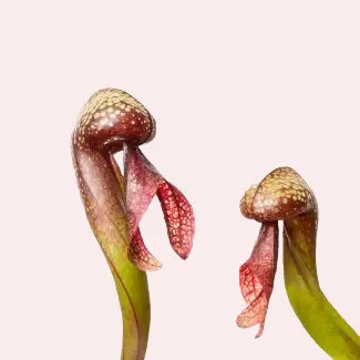 Darlingtonia californica close-up foto