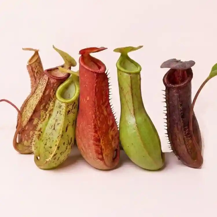 Nepenthes
