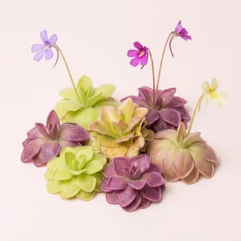 Pinguicula vetblad soorten