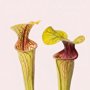 Close-up foto van twee Sarracenia oreophila bekers