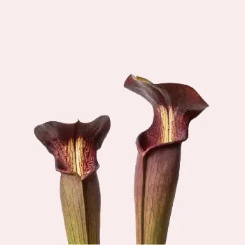 Close-up foto van twee vallen van Sarracenia alata bekerplant