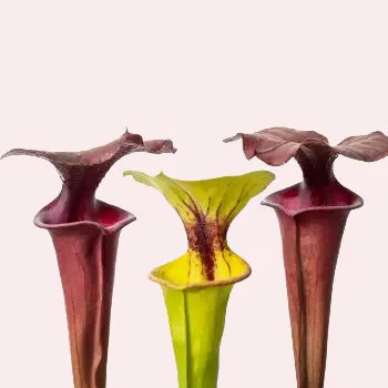Close-up van vallen van Sarracenia flava bekerplant