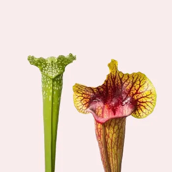 Sarracenia kruising close-up foto