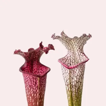 Close-up foto van twee vallen van Sarracenia leucophylla bekerplant
