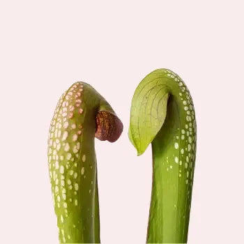 Close-up foto van twee vallen van Sarracenia minor bekerplant