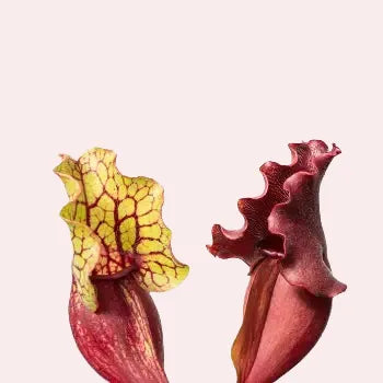 Close-up foto van twee vallen van Sarracenia purpurea bekerplant