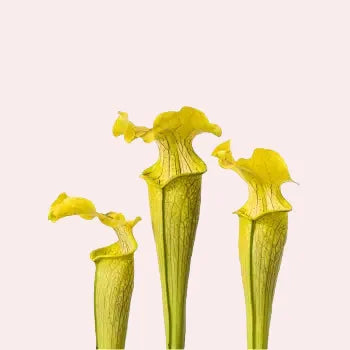 Close-up foto van drie vallen van Sarracenia alabamensis bekerplant