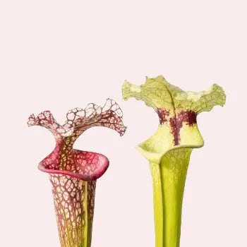 Sarracenia x moorei close-up van bekerval