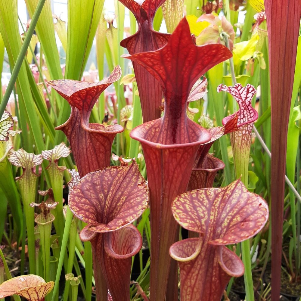 var. rubricorpora, stark geadert, roter Deckel