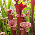 var. rubricorpora, stark geadert, roter Deckel