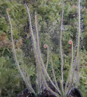 D. filiformis