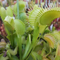 Heterophylla