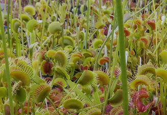 10x Dionaea, unsere Wahl