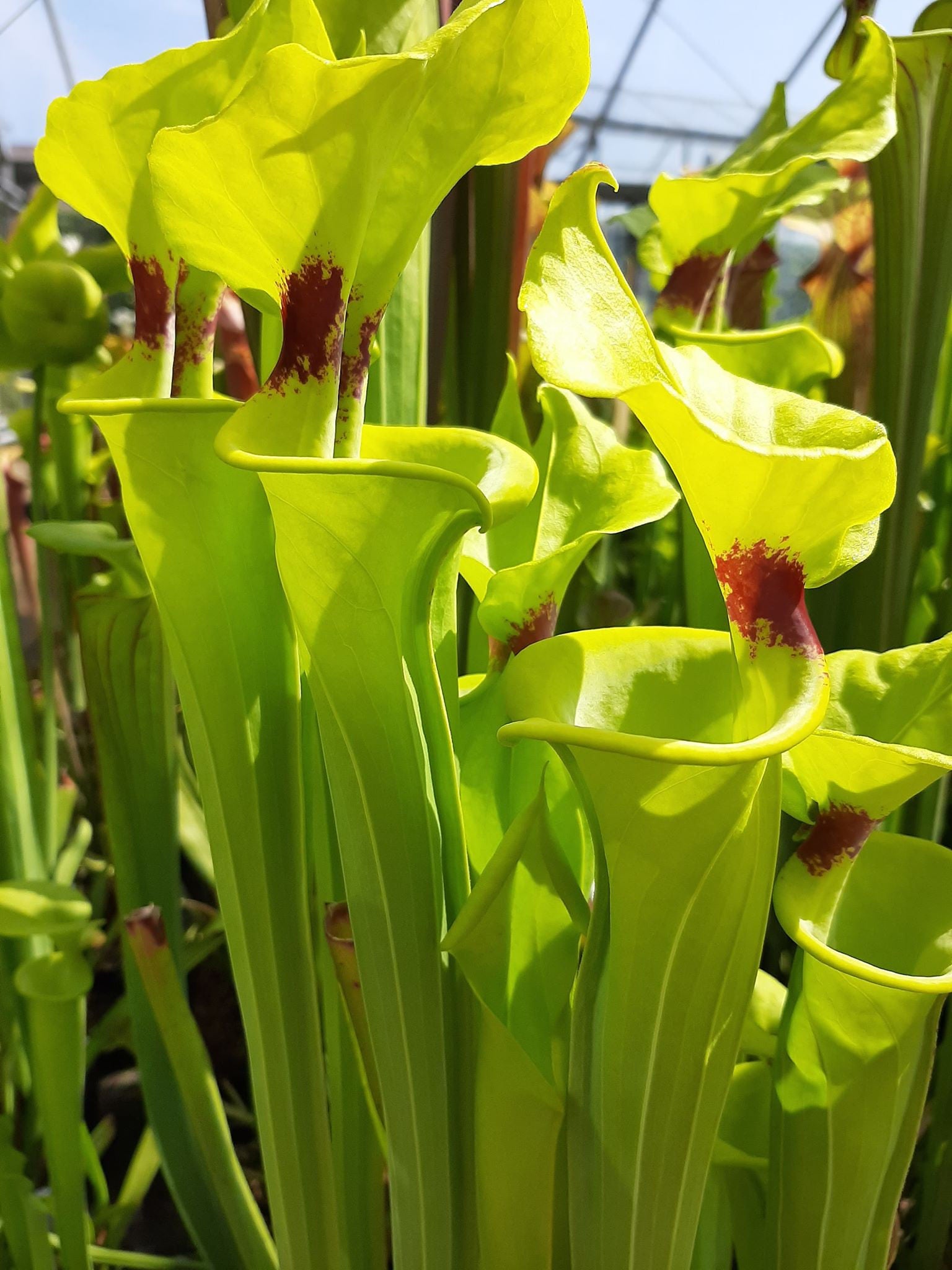 var. rugelii, Telogia, FL. WS. MK, F140A