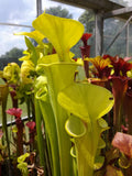 var. flava, Saphony Creek, Vir., PW F 64