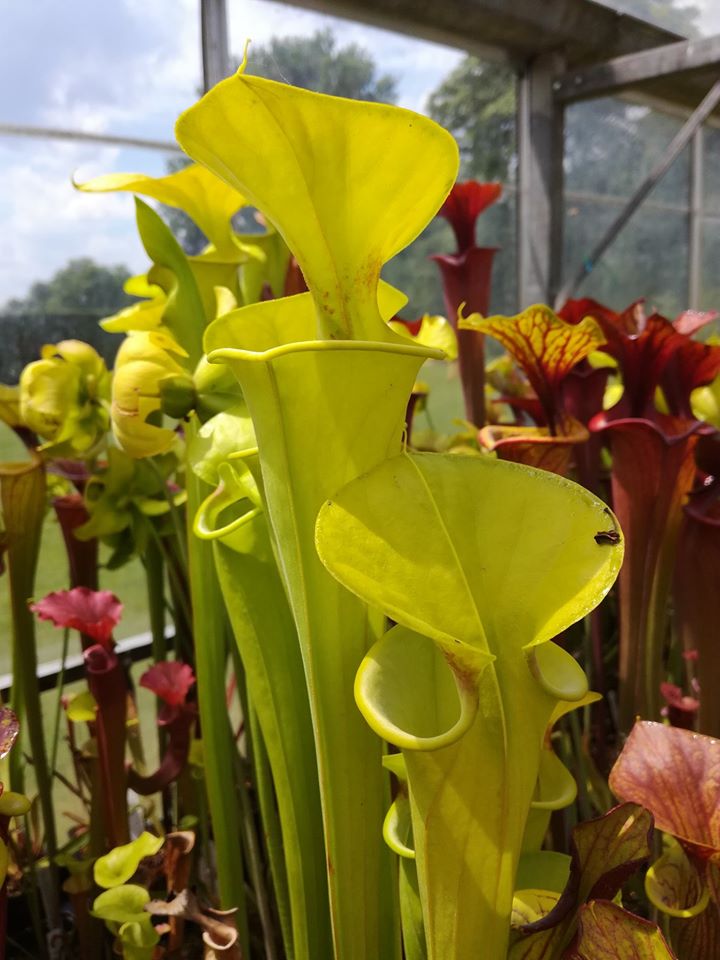 var. flava, Saphony Creek, Vir., PW F 64