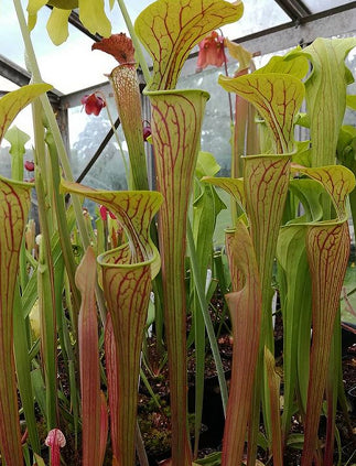 var. ornata, Sand Mountain, Alabama
