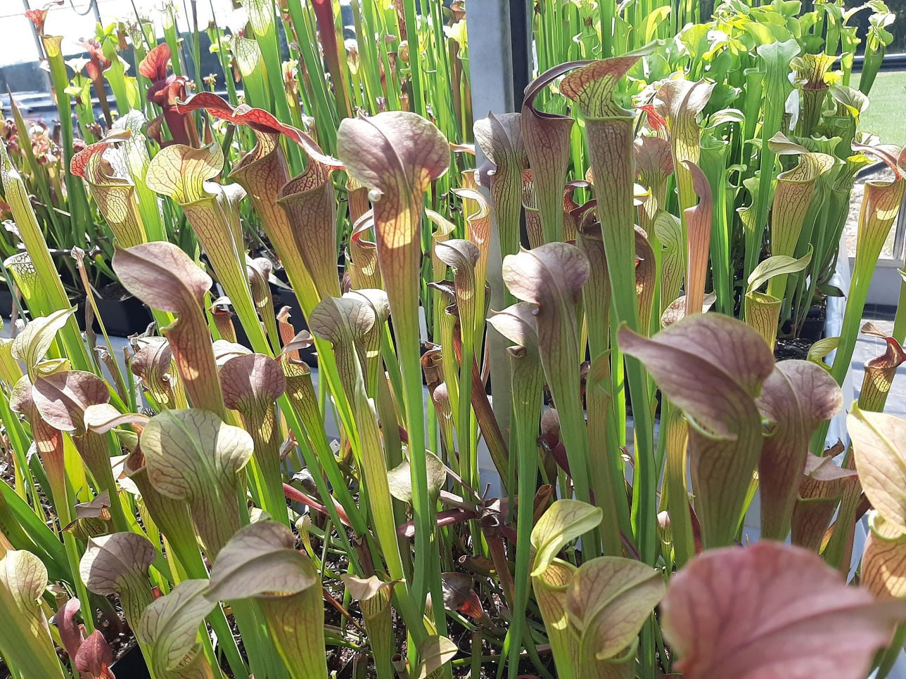MK-A22 var. atrorubra. x MK- A28 var. nigropurpurea Seedgrown individuals!