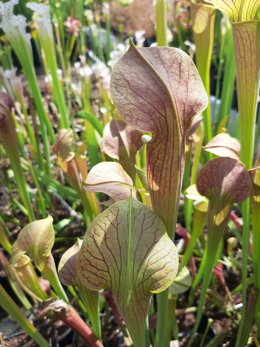 MK-A22 var. atrorubra. x MK- A28 var. nigropurpurea Seedgrown individuals!