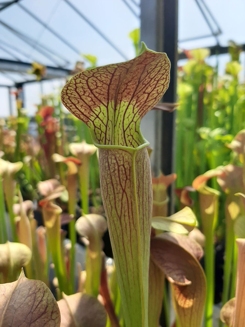MK-A22 var. atrorubra. x MK- A28 var. nigropurpurea Seedgrown individuals!