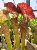 MK-A22 var. atrorubra. x MK- A28 var. nigropurpurea Seedgrown individuals!