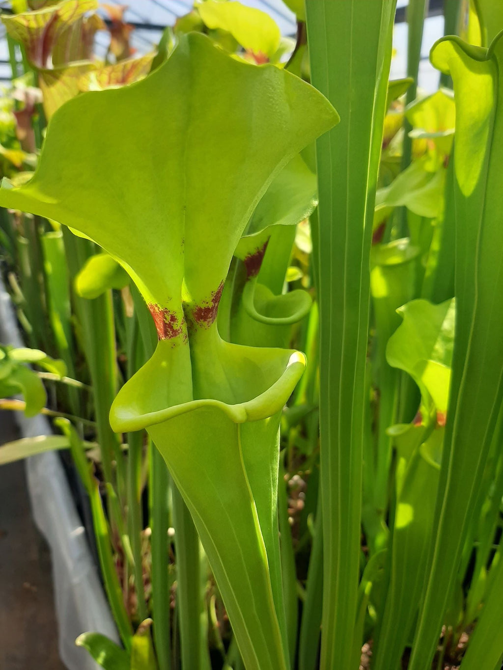 var. rugelii FL, Franklin Co., Apalachicola NF S7C6 KP