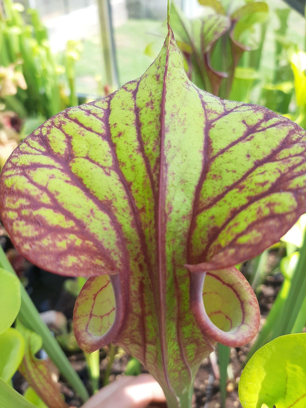 var. rubricorpora, Holley, Fl., Dennis Balson