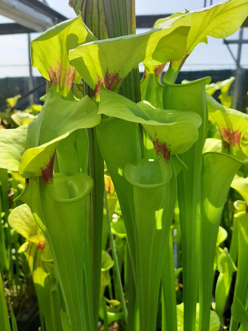 var. rugelii