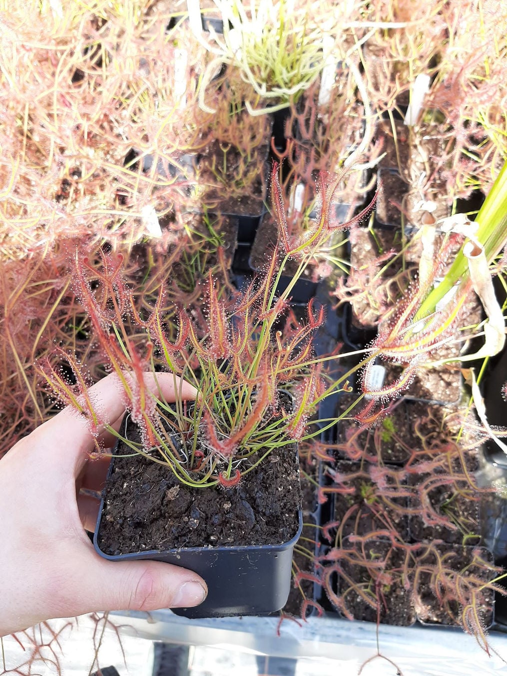 D. binata, Tamboon Inlet, Victoria, Australia typical fork