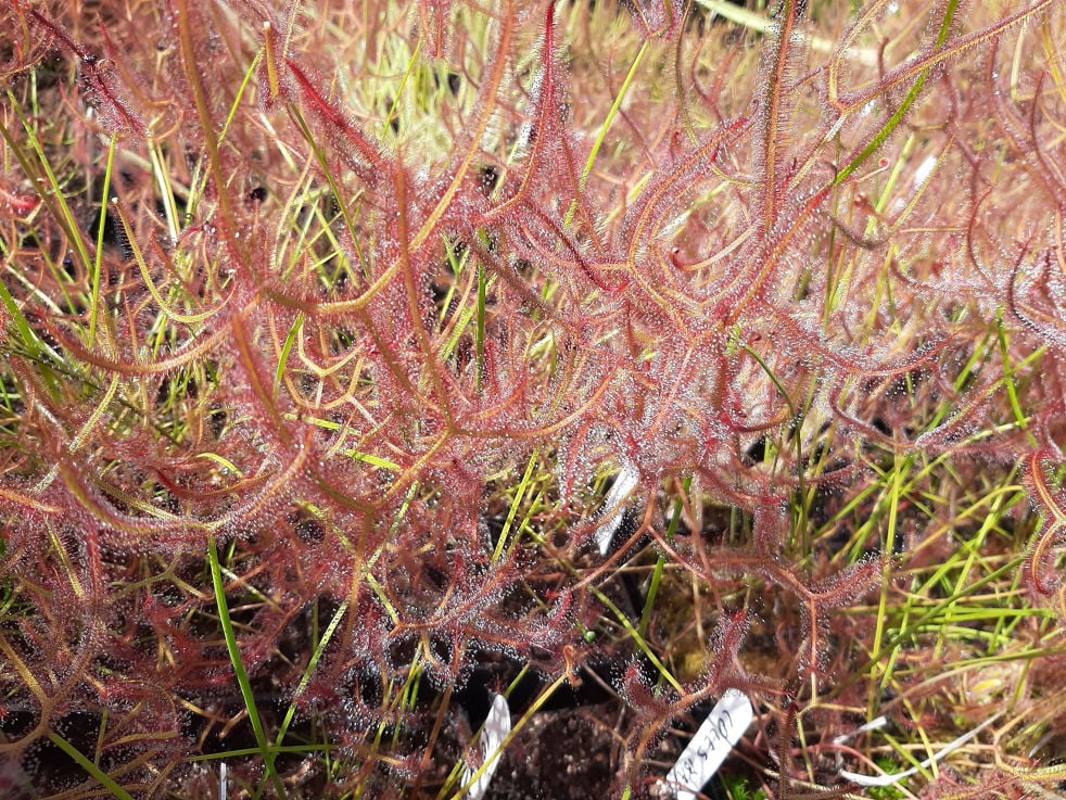 D. binata, Langwarrin, Victoria