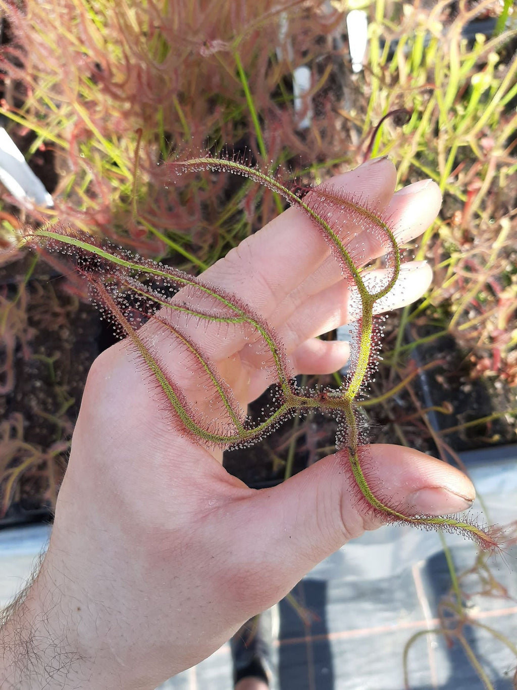 D. binata, Coles Bay, Tasmania