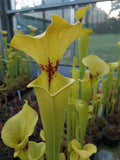 var. rugelii, Lexington Co., South Carolina