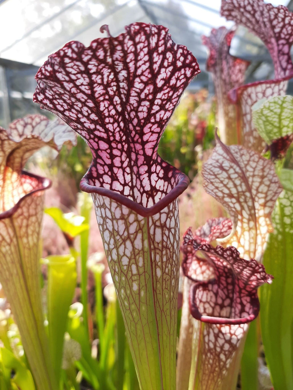leucophylla 1m pitchers x 'Diane Whittaker' Ian Salter