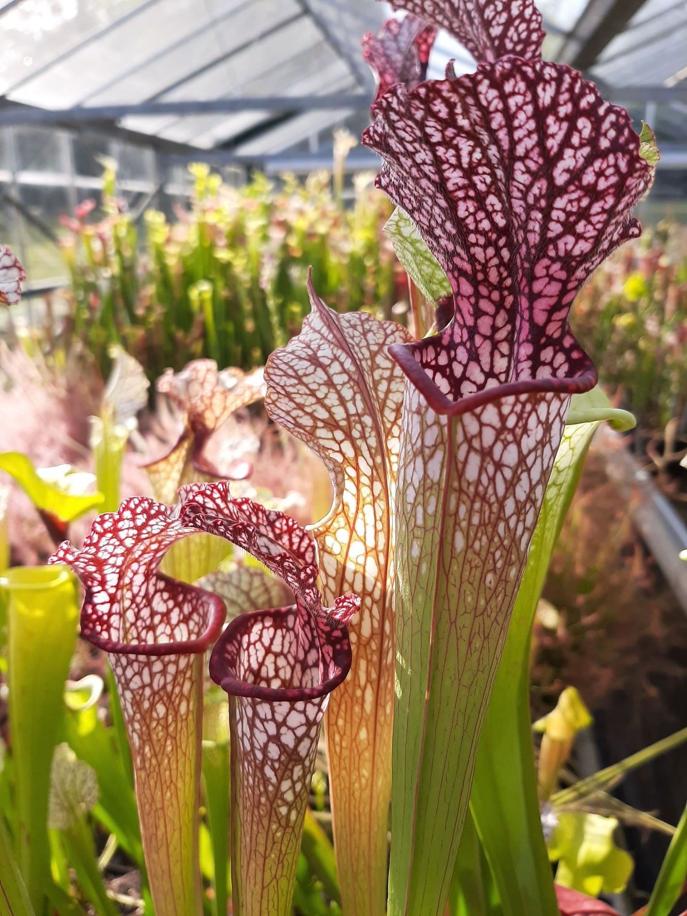 leucophylla 1m pitchers x 'Diane Whittaker' Ian Salter