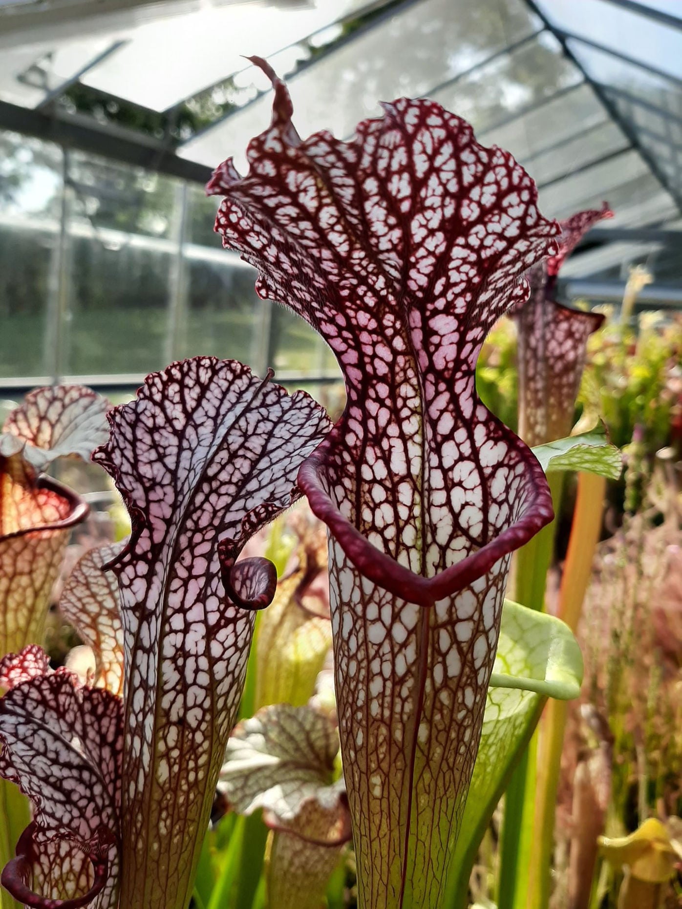 leucophylla 1m pitchers x 'Diane Whittaker' Ian Salter
