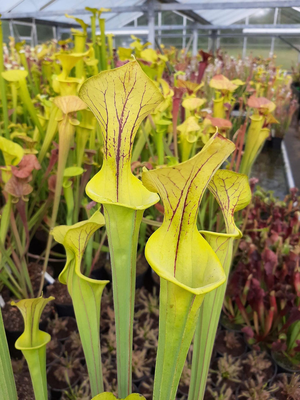 var. flava, Dinwiddie, Virginia MKF6