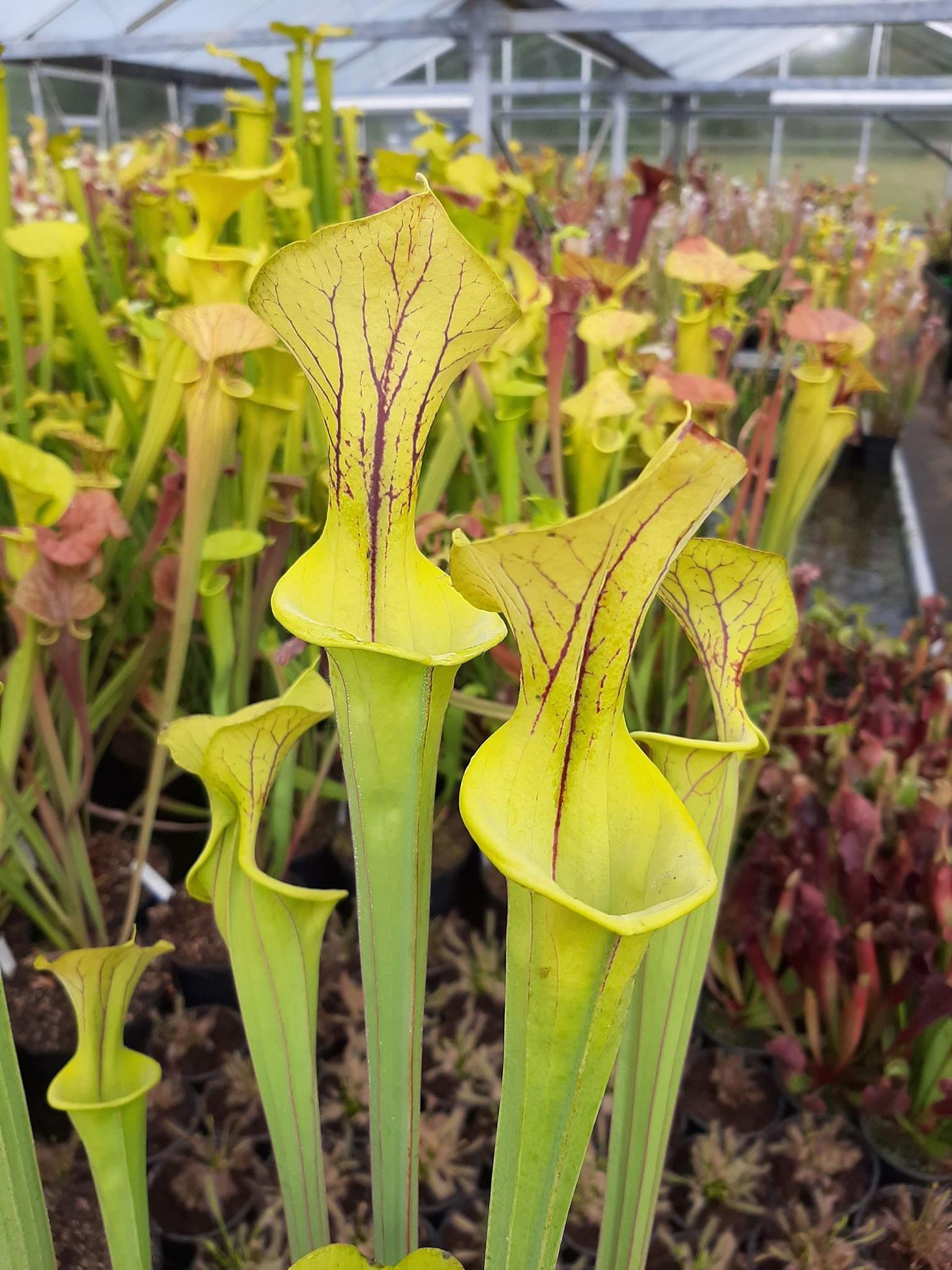 var. flava, Dinwiddie, Virginia MKF6