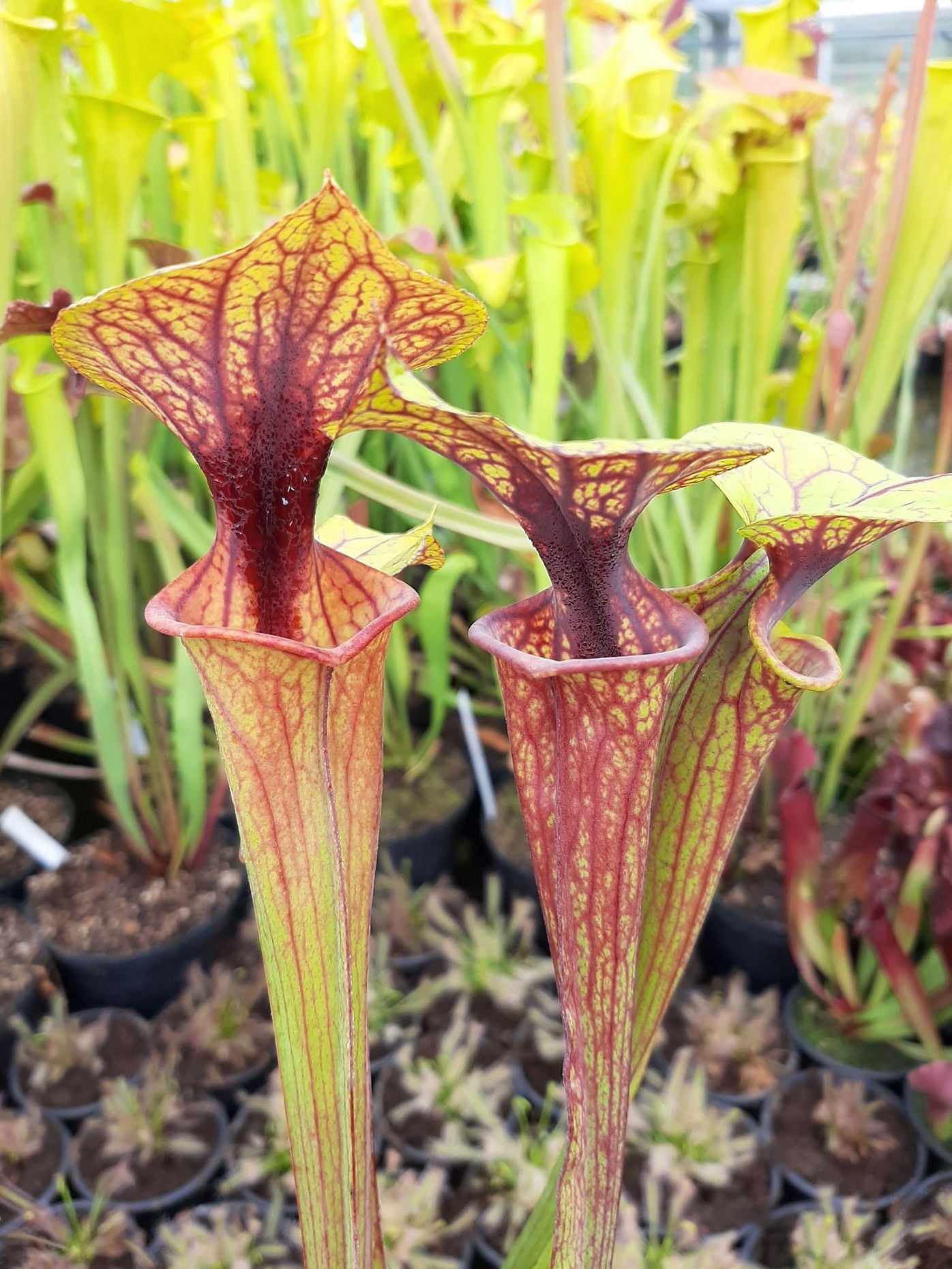 var. rubricorpora/ornata, Sumatra, Bl.