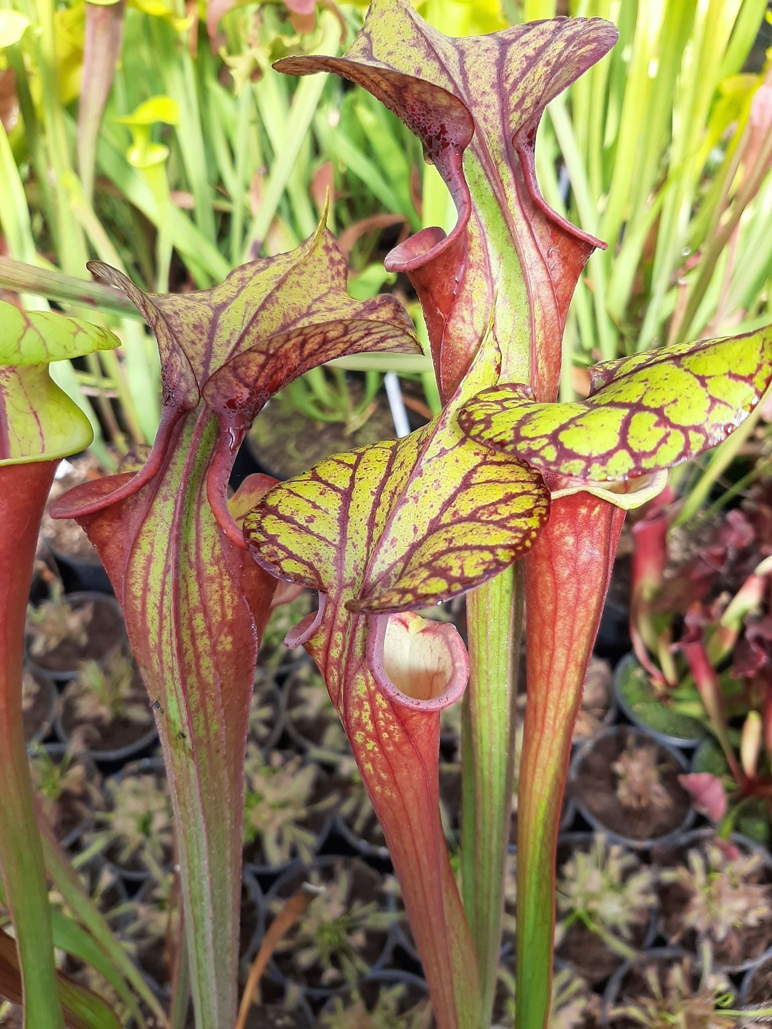 var. rubricorpora, Holley, Fl., Dennis Balson