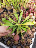 psittacina var. okefenokeensis